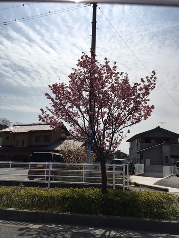 春らしい木