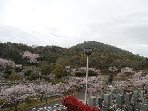 青の山　さくら (2)