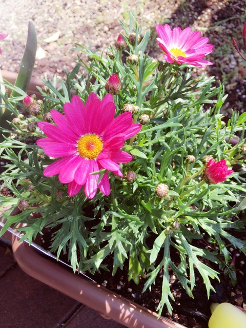 ボンザマーガレット