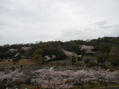 青の山　さくら (1)