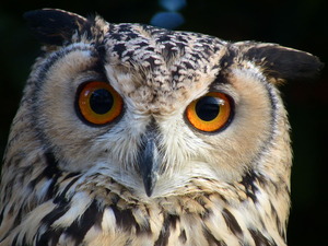 Bubo_bengalensis_01