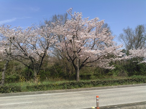 桜