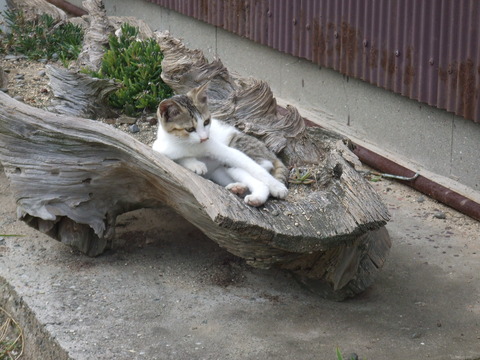 ねこ島 (2)