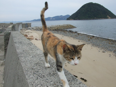 ねこ島 (4)