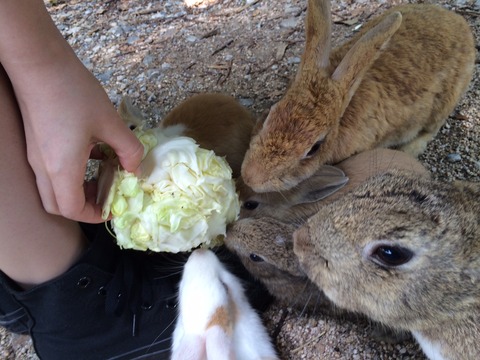 キャベツボール