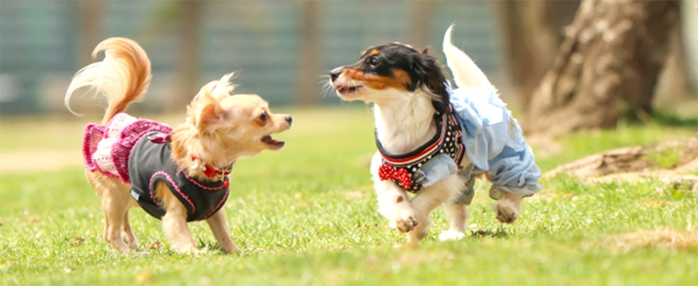 ペットの火葬について